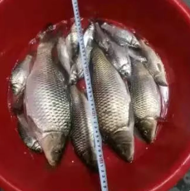 红盆里的一盆鱼，旁边放着卷尺